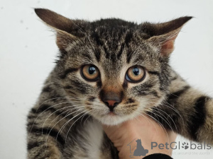 Photo №2 de l'annonce № 159964 de la vente  - acheter à Fédération de Russie annonce privée