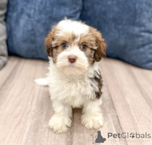 Photo №1. bichon havanais - à vendre en ville de Alavus | 550€ | Annonce №166140