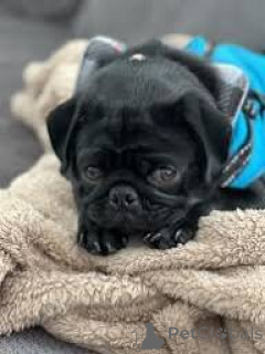 Photo №3. Lindos cachorros Carlin à vendre. Portugal