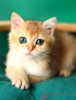 Photo №1. british shorthair - à vendre en ville de Newport | négocié | Annonce № 173870