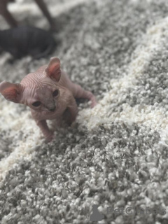 Photo №1. angora turc - à vendre en ville de Cottbus | 350€ | Annonce № 150511