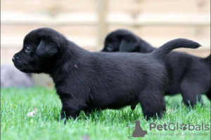 Photo №1. labrador retriever - à vendre en ville de Ontario | Gratuit | Annonce №124106