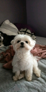 Photo №3. Chiot bichon maltais. Luxembourg
