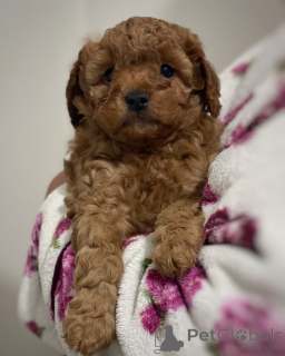 Photo №2 de l'annonce № 172588 de la vente chien bâtard - acheter à L'Autriche éleveur