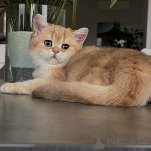 Photo №4. Je vais vendre chat chinchilla en ville de Berlin. éleveur - prix - négocié