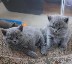 Photo №1. british shorthair - à vendre en ville de Střelice | 478€ | Annonce № 135332
