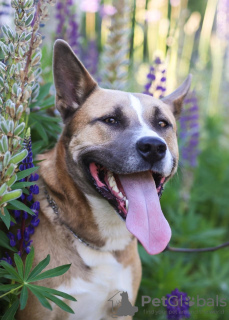 Photo №2 de l'annonce № 22503 de la vente chien bâtard - acheter à Fédération de Russie annonce privée