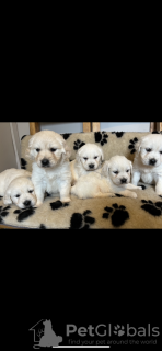 Photo №3. CHIOTS GOLDEN Retriever Engistrés au KC! Testez les parents Adn des Deunts. Prêt. Allemagne