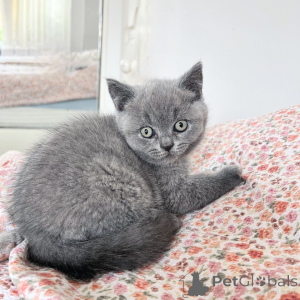 Photo №3. Chatons British Shorthair calmes et affectueux, le compagnon familial idéal. Allemagne