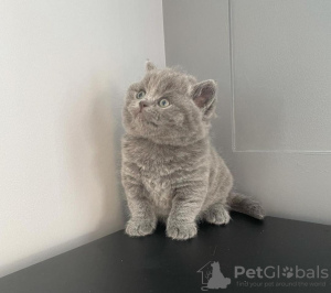 Photo №2 de l'annonce № 102885 de la vente british shorthair - acheter à USA annonce privée