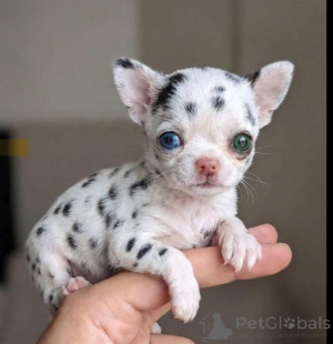 Photo №2 de l'annonce № 173361 de la vente chihuahua - acheter à USA éleveur