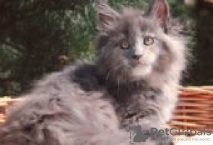 Photo №1. maine coon - à vendre en ville de Berlin | Gratuit | Annonce № 126810