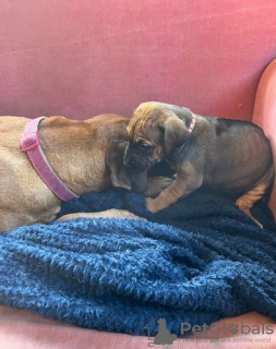 Photo №2 de l'annonce № 62809 de la vente chien de rhodésie à crête dorsale - acheter à Ukraine 