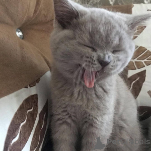 Photo №3. Adorables chatons Scottish fold / à oreilles droites. Lituanie