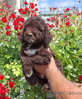 Photo №2 de l'annonce № 169521 de la vente chien d'eau romagnol - acheter à Serbie éleveur