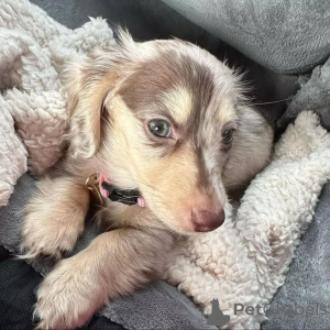 Photo №2 de l'annonce № 159466 de la vente teckel - acheter à La finlande 