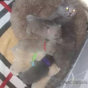 Photo №2 de l'annonce № 167257 de la vente british shorthair - acheter à Allemagne annonce privée