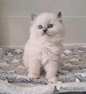 Photo №3. Magnifique chaton ragdoll disponible. La finlande