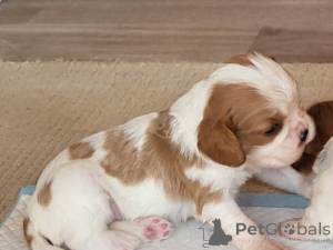 Photo №3. Cavalier King Charles Spaniel Welpen WhatsApp 44 7453 907158. Allemagne