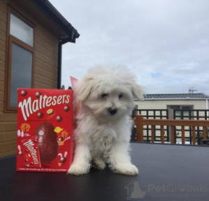 Photo №1. bichon maltais - à vendre en ville de Nuire | négocié | Annonce №169210
