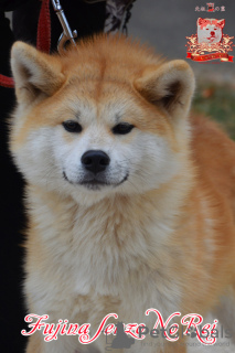 Photo №1. akita (chien) - à vendre en ville de Khmelnitsky | 800€ | Annonce №73346