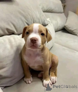 Photo №1. american pit bull terrier - à vendre en ville de Bochum | négocié | Annonce №165783