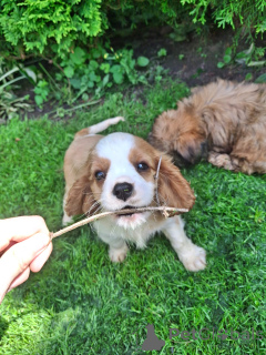 Photo №2 de l'annonce № 148743 de la vente cavalier king charles spaniel - acheter à La Lettonie annonce privée, de la fourrière, éleveur