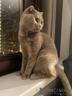 Photo №4. Je vais vendre british shorthair en ville de Москва. annonce privée - prix - Gratuit