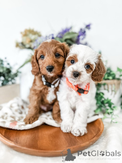 Photo №2 de l'annonce № 157768 de la vente labradoodle - acheter à Irlande annonce privée