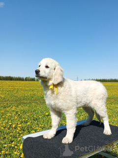 Photo №4. Je vais vendre tchouvatch slovaque en ville de Можга. annonce privée - prix - 493€