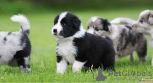 Photo №1. border collie - à vendre en ville de Vienna | négocié | Annonce №77605