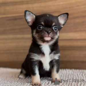 Photo №1. chihuahua - à vendre en ville de Fracasse | négocié | Annonce №167150