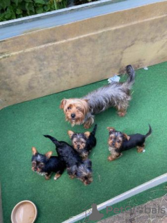 Photo №2 de l'annonce № 107369 de la vente yorkshire terrier - acheter à Allemagne annonce privée