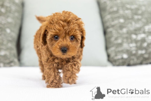 Photo №1. labradoodle - à vendre en ville de Beaufort | négocié | Annonce №155590
