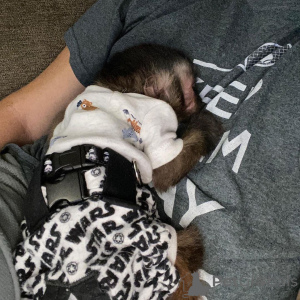 Photo №2 de l'annonce № 166195 de la vente  - acheter à Espagne éleveur