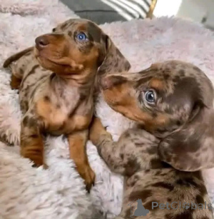 Photo №3. Chiots teckel À adopter près de chez moi PRIzz NÉGOCIABLE Type d'animal. Espagne