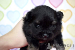 Photos supplémentaires: Chiots Spitz de Poméranie