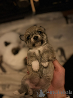 Photo №4. Je vais vendre maltipu en ville de Arizona City. annonce privée - prix - 339€