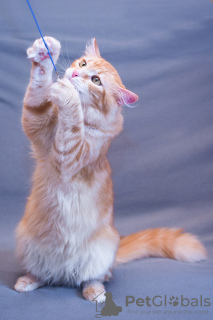 Photos supplémentaires: Le charmant chat Ryzhik entre de bonnes mains