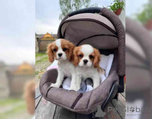 Photo №3. Magnifiques chiots Cavalier King Charles Spaniel... USA