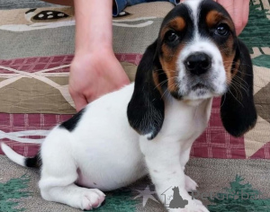 Photo №1. basset hound - à vendre en ville de Cheung Sha | négocié | Annonce №170498