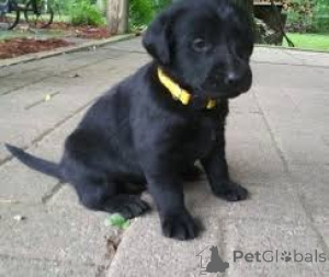 Photo №2 de l'annonce № 165449 de la vente labrador retriever - acheter à Luxembourg annonce privée, éleveur