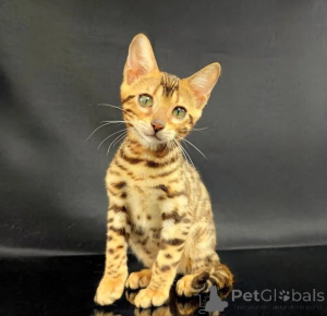 Photo №1. bengal - à vendre en ville de Mainz-Bingen | 350€ | Annonce № 177639