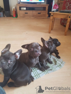 Photo №1. bouledogue - à vendre en ville de Berlin | 379€ | Annonce №124652