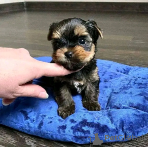 Photo №2 de l'annonce № 80045 de la vente yorkshire terrier - acheter à La finlande annonce privée, éleveur