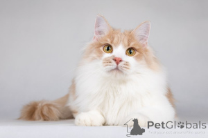 Photo №2 de l'annonce № 138653 de la vente  - acheter à Fédération de Russie annonce privée