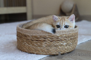 Photo №2 de l'annonce № 153756 de la vente british shorthair - acheter à Turquie éleveur