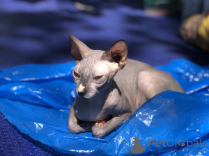 Photo №3. Vends sphynx canadien, bambino. Suisse
