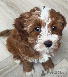 Photo №1. labradoodle - à vendre en ville de Emilianów | négocié | Annonce №173325