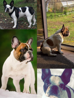 Photo №1. bouledogue - à vendre en ville de Riga | 1300€ | Annonce №6876